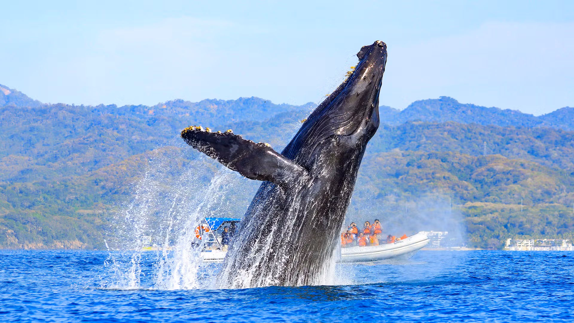 Whale tail emerging from the water near a yacht in Banderas Bay, Puerto Vallarta.